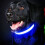 LED-Hundehalsband, modisch, sicher, über USB 5