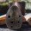 ocarina portatile 8 per bambini e principianti, ideale per esercitarsi 9