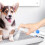 Töpfchentrainingsspray für Hunde, Positionierung, 11