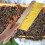 bee broom durable wooden handle brush tool for beekeeping 9