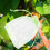 100pcs Fruit Protection Bags with Drawstring 17x23cm 6
