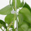16pcs clear acrylic plant stakes for climbing vines support 5