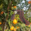 hanging bird deterrent plastic eagle outdoor decor ornament 4