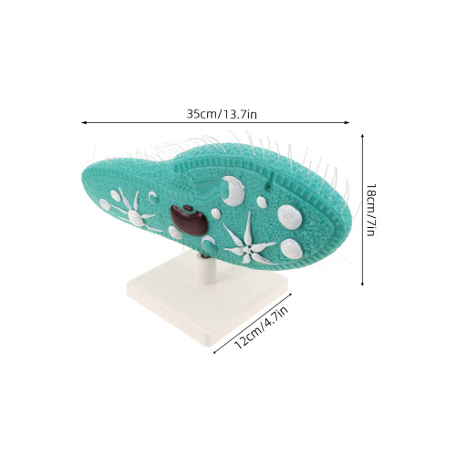 paramecium model met stand, educatief labapparatuur 2