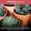 8L Cacti & Succulent Potting Mix Soil Compost 2