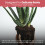 8L Cacti & Succulent Potting Mix Soil Compost 4