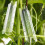 4 pcs cucumber growing molds for fruit shaping 8