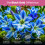 8L Ericaceous Compost, Multipurpose Wormcast Mix 3