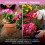 8L John Innes Ericaceous Compost Multipurpose Mix 6