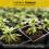 8L John Innes Seed Compost, Worm Castings Enhanced 4