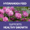 Vitax Hydrangea Feed 1Kg Granular Fertiliser Pack of 2 5