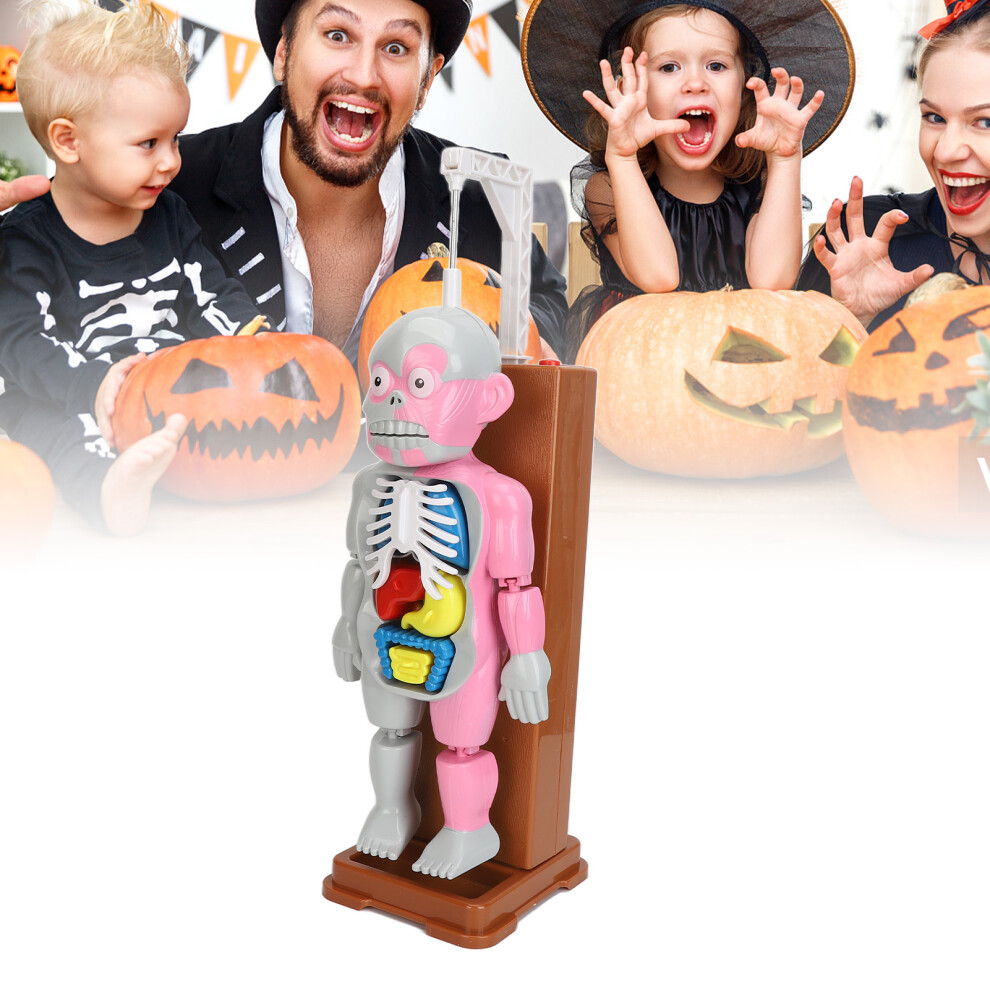 Human Body Anatomy Play Set for Kids 6+ Educational Interactive Durable