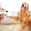Nagelknipser für Hunde, USB-Aufladung, leiser, 5
