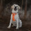 Brustgurt für Hunde, nachtsicher, reflektierender 11