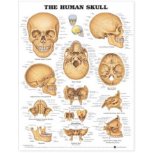 The Human Skull Anatomical Chart