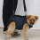 Hundetragegurt, professionell, atmungsaktiv, 11