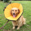 Comfortable Pet Recovery Cone Collar Adjustable Soft Cone For Dogs And Cats Multiple Sizes 4
