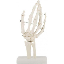Medical Skeleton Model - Medical Anatomical Life-Size Human Hand Joint Study Human Medical Anatomy for Art Sketch Skeleton Schools Health Teaching Dra