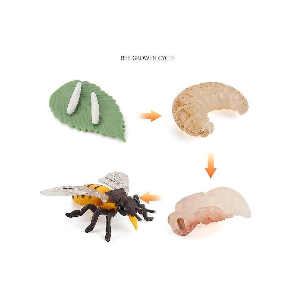 Kikidex (As Show, One Size) Xyc Animal Growth Cycle Biological Model Growth Stage Lifelike Bee Life Cycle Model Set For Kids Education Insect Themed Party F