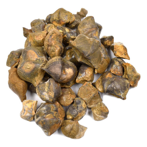 Fossilized Brachiopod Teaching Sample for Paleontology Stone Classroom Decor Educational Fossil Model