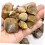 Fossilized Brachiopod Teaching Sample for Paleontology Stone Classroom Decor Educational Fossil Model 5