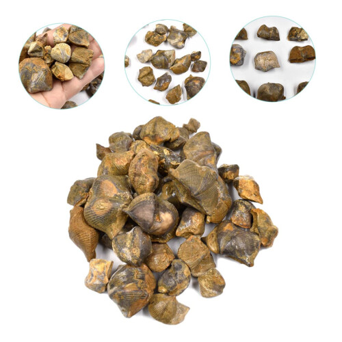 Fossilized Brachiopod Teaching Sample for Paleontology Stone Classroom Decor Educational Fossil Model 1