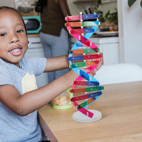 Models Double For Helix Model Dnas Molecular Structure Science Toy 2