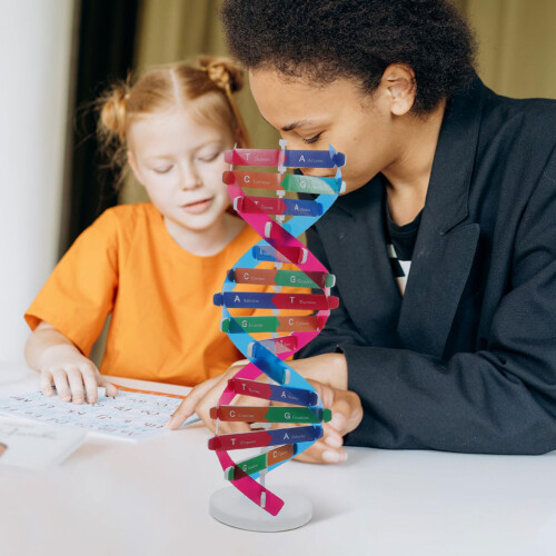 Models Double For Helix Model Dnas Molecular Structure Science Toy 1