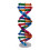 Models Double For Helix Model Dnas Molecular Structure Science Toy 1