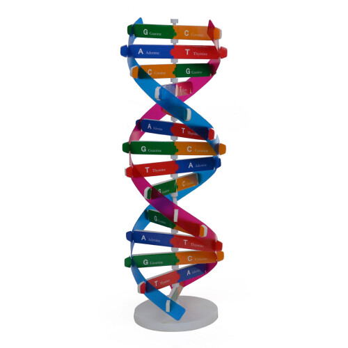 Models Double For Helix Model Dnas Molecular Structure Science Toy