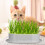 Cat Grass Planter Hydroponic White Plastic Stylish Design 2pcs 11