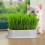 Cat Grass Planter Hydroponic White Plastic Stylish Design 2pcs 9