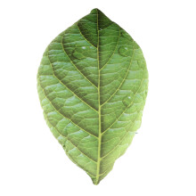 Cozy Leaf Shaped Pillow Green Cloth For Home Sofa Decoration