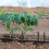 50Pièces Piquets De D'irrigation En ABS Noir Pour Jardinage 7