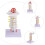 cervical spine model intervertebral simulation medical teaching tool 8