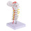 cervical spine model intervertebral simulation medical teaching tool 4