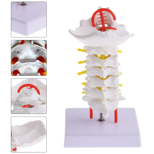 cervical spine model intervertebral simulation medical teaching tool 2