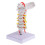 cervical spine model intervertebral simulation medical teaching tool 6