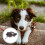 Automatic Retractable Dog Leash with LED Flashlight and Garbage Bags 8