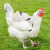 Chicken Saddle Vest Poultry Hen Apron 4