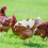 Chicken Saddle Vest Poultry Hen Apron 9