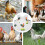 Chicken Saddle Vest Poultry Hen Apron 7