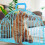 cat grooming cage breathable bathing pet supply 8