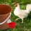 1 Set Automatic Chicken Water Feeder for Chicks Ducks Poultry 2