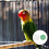 2 pcs acrylic foraging wind wheels for parrot interactive play 10