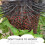 2 pcs plastic bird cat spikes for pigeon prevention 11