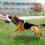 Dog Bite Sleeve Training Protector Universal Biting Pillow Nylon Material Size M Black 3