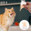 Kitten Nursing Bottle for Puppy Milk Feeding 4