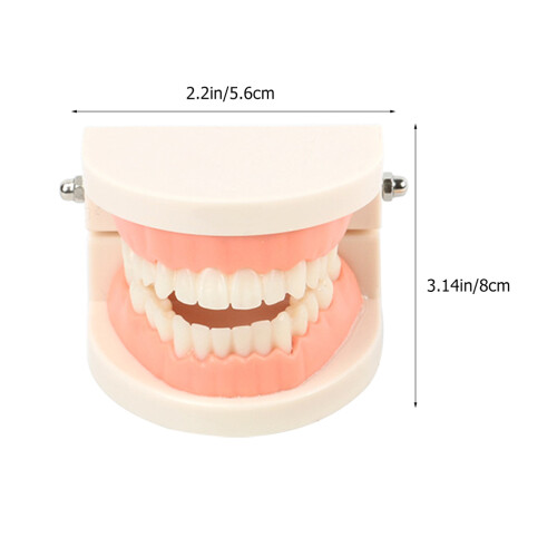 standard teeth model set for oral education and study demonstration 2