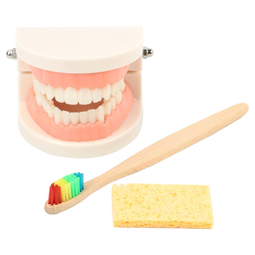 standard teeth model set for oral education and study demonstration